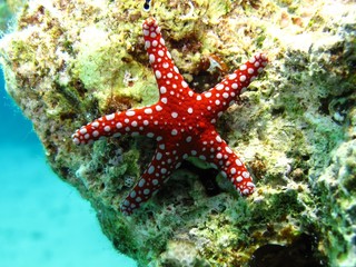 Ghardaqa sea star (Fromia ghardaqana) Taking in Red Sea, Egypt.