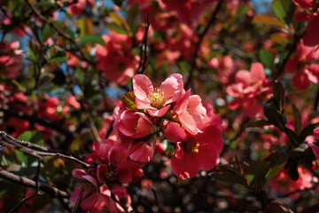 Fototapeta na wymiar Japanese quince flowers