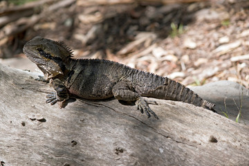 a water dragon lizard