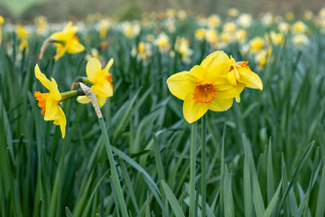 Fototapeta premium Daffodils with orange centres in parkland
