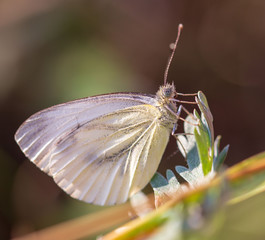 Beautiful butterfly on nature. Macro