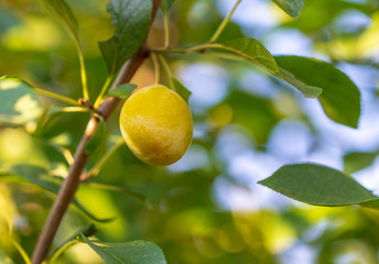 Yellow plum on the branches of a tree in the garden