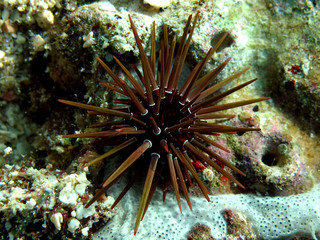 Rock boring urchin (Ehinometra cf mathaei) Taking in Red Sea, Egypt.