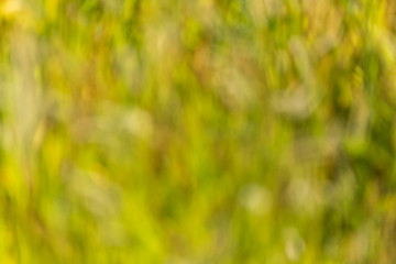 Bokeh of green nature in summer as background