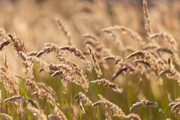 Fototapeta premium Spikes on the grass in nature as a background