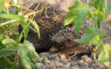 Hedgehog on a walk with my mother, nature in the forest