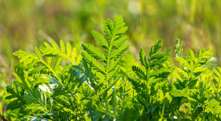 Green grass on nature as background