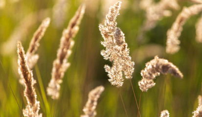 Naklejka premium Spikes on the grass in nature as a background