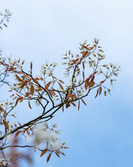 Blossom tree against a blue sky