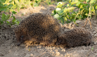 Hedgehog on a walk with my mother, nature in the forest