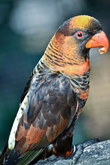dusky lory, white-rumped lory also known as a dusky-orange lory