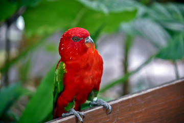 a chatting lory on a fence