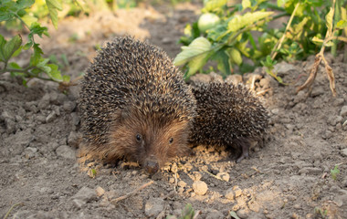 Hedgehog on a walk with my mother, nature in the forest