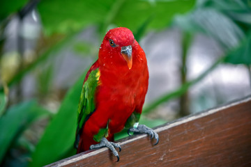 a chatting lory on a fence