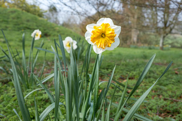 Daffodils with orange centers in parkland