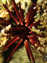 Slate pencil urchin (Heterocentrotus mammillatus) Taking in Red Sea, Egypt.