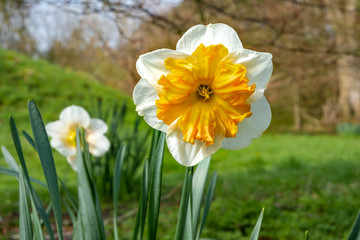 Daffodils with orange centers in parkland
