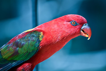 this is a side view of a chattering lory