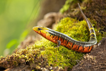 Diploglossus monotropis. This species is found in the humid Atlantic lowlands of southern Nicaragua, Costa Rica, and western Panama. IUCN Red List. Costa Rican rainbow stripe galliwasp