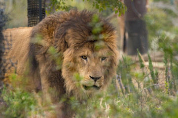 草むらのオスライオン