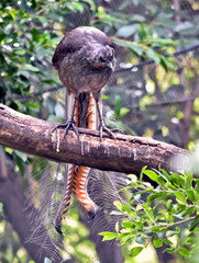 a lyre bird on a branch