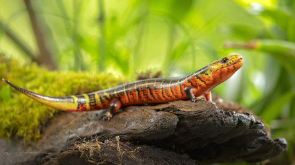 Diploglossus monotropis. This species is found in the humid Atlantic lowlands of southern Nicaragua, Costa Rica, and western Panama. IUCN Red List. Costa Rican rainbow stripe galliwasp