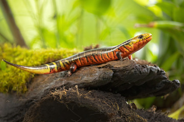 Diploglossus monotropis. This species is found in the humid Atlantic lowlands of southern Nicaragua, Costa Rica, and western Panama. IUCN Red List. Costa Rican rainbow stripe galliwasp