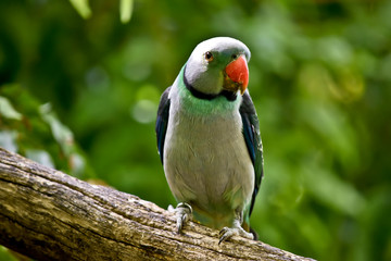 a malabar parakeet is perched on a branch