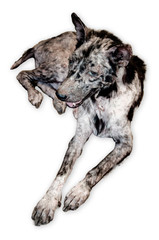 Fototapeta premium Leprosy skin sick street dog - Rabies infection risk dog on white background