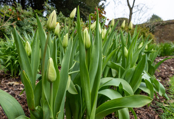 Tulips in in a flowerbed