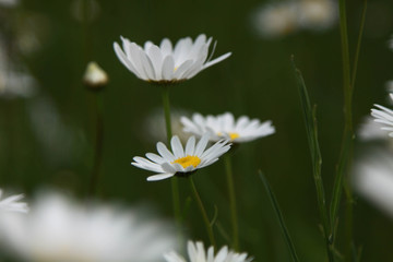 Daisy flowers close up on a background of green spring field