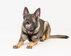 Cute Puppy