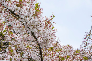 Cherry blossom tree in full bloom