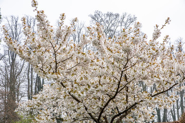 Cherry blossom tree in full bloom