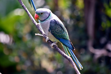 blue-winged parakeet, also known as the Malabar parakeet is a species of parakeet endemic to the Western Ghats of southern India