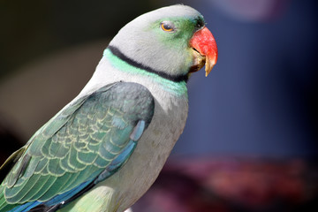 blue-winged parakeet, also known as the Malabar parakeet is a species of parakeet endemic to the...