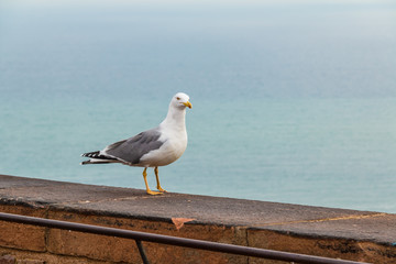 A seagull standing on the wall on a background of the sea closeup
