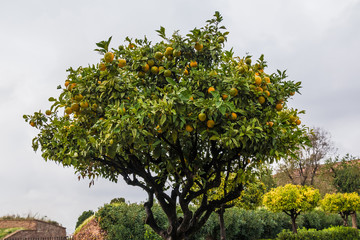A tangerine tree closep on the background of sky in overcast autumn day