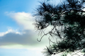 pine branches with a surrounding cloudy sky on becici pine peak