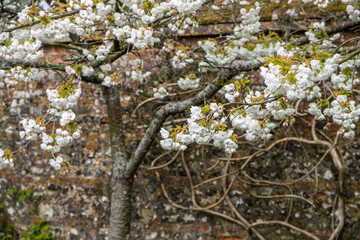 Cherry blossom tree in full bloom