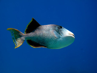 Fototapeta na wymiar Yellowmargin Triggerfish, Pseudobalistes Flavimarginatus. Taking in Red Sea, Egypt