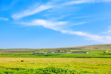 Fototapeta na wymiar farmland with green meadow in the summer