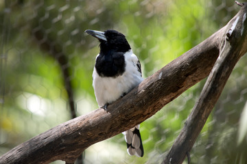 a pied butcher bird on a perch