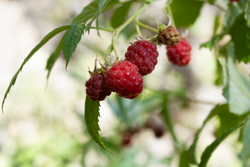 raspberry on a branch