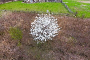 Blooming cherry plum. A plum tree among dry grass. White flowers of plum trees on the branches of a...