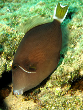 Bluethroat triggerfish (sufflamen albicaudatus)