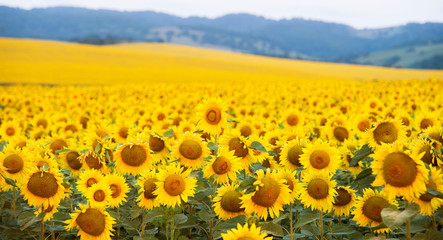 field of sunflowers