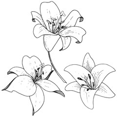 Vector Lily floral botanical flower. Engraved ink art on white background. Isolated lilium illustration element.