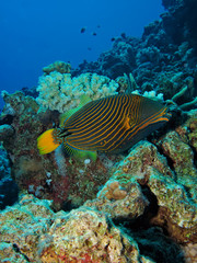 Naklejka na ściany i meble Orange-striped triggerfish (Balistapus undulatus)