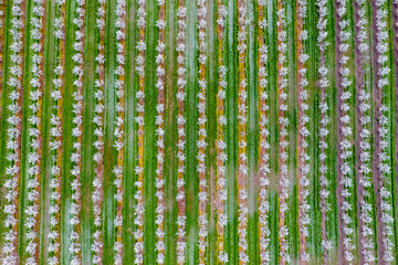 Blossoming young plum garden, top view. Span of the drone over the plum blooming garden.